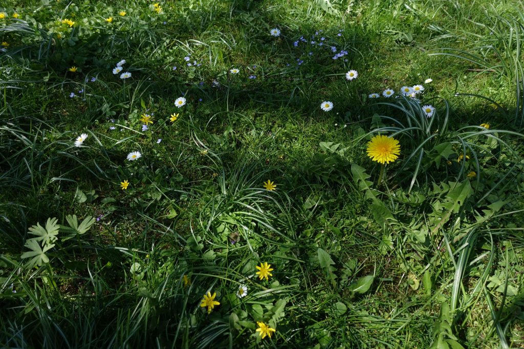 Blühende Gartenwiese im April (Löwenzahn, Gänseblümchen, Ehrenpreis, Scharbockskraut) © Maike Wessel