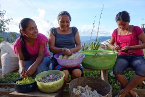 Dokumentarfilm "Unser Saatgut" ("Seeds") - Pressebild: Mexikanerinnen beim Ernten von Mais, Bohnen