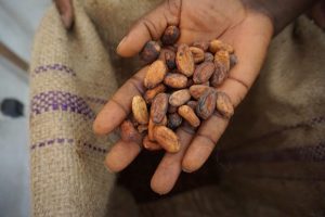 Kakaobohnen fermentiert