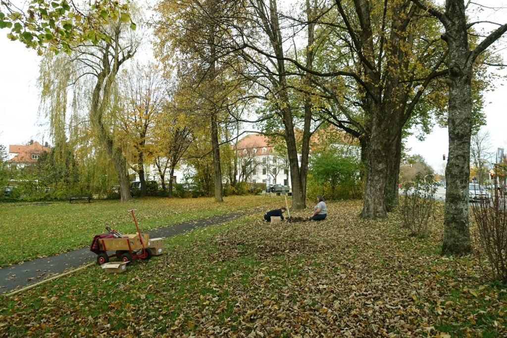 Maibaumpark Weilheim, Pflanzung von Blumenzwiebeln Nov 2020. Foto: M.Wessel