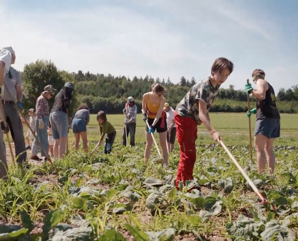 Menschen arbeiten auf Gemüsefeld. Filmstill aus dem Dokumentarfilm 'Das Kombinat' (2023) von Moritz Springer.