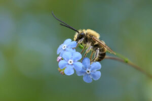 Wildbiene auf blauen Blüten - Foto aus Dokumentarfilm 'Ein Himmel voller Blüten' von Vanessa Weber von Schmoller
